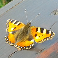 Schmetterling